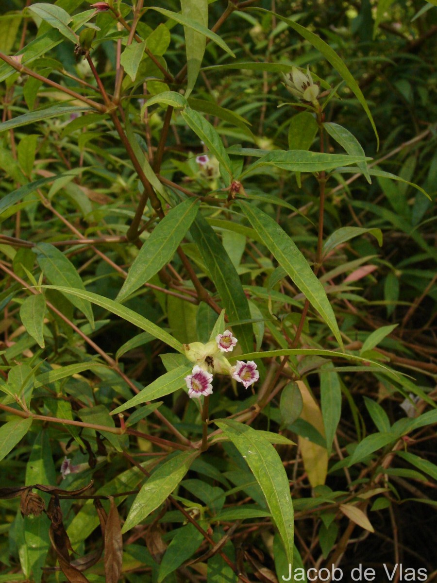 Strobilanthes schomburgkii (Craib) J.R.I.Wood